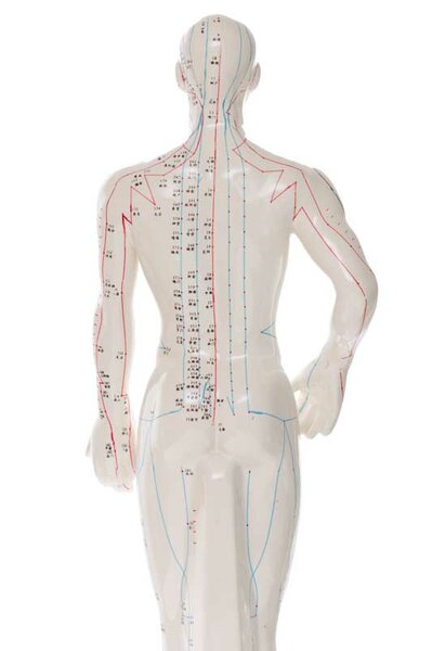Meridianverläufe der Akupunktur auf einem Model